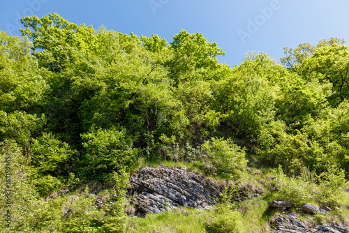 Canvas Print A lush green forest with a rocky hillside