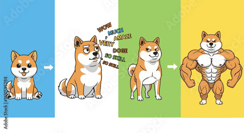 Shiba Inu dog's transformation from puppy to muscular adult, showcasing growth and strength.