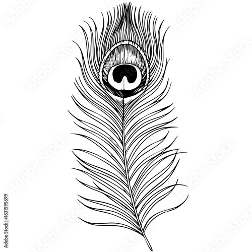 Peacock feather in detailed line work. Peacock feather drawing is an isolated and detailed illustration. Concept is peacock feather art for print. Peacock feather is a symbol of pride and nobility.