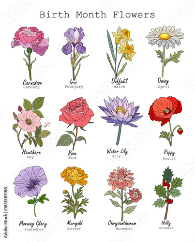 Set of Birth month flowers colored outline vector drawing. Carnation, iris, daffodil, daisy, water lily, rose, poppy, holly, marigold, hawthorn isolated illustration for tattoo, logo, wall art