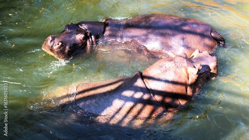 Close up of a hippopotami doing a synchronizing dance. 