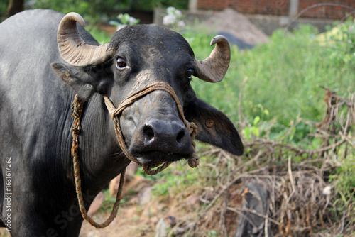 italian mediterranean buffalo walking on the road	
