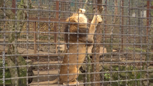 A lion in a cage with sad eyes. Sad mistreated animals caged in a zoo cruelty distress