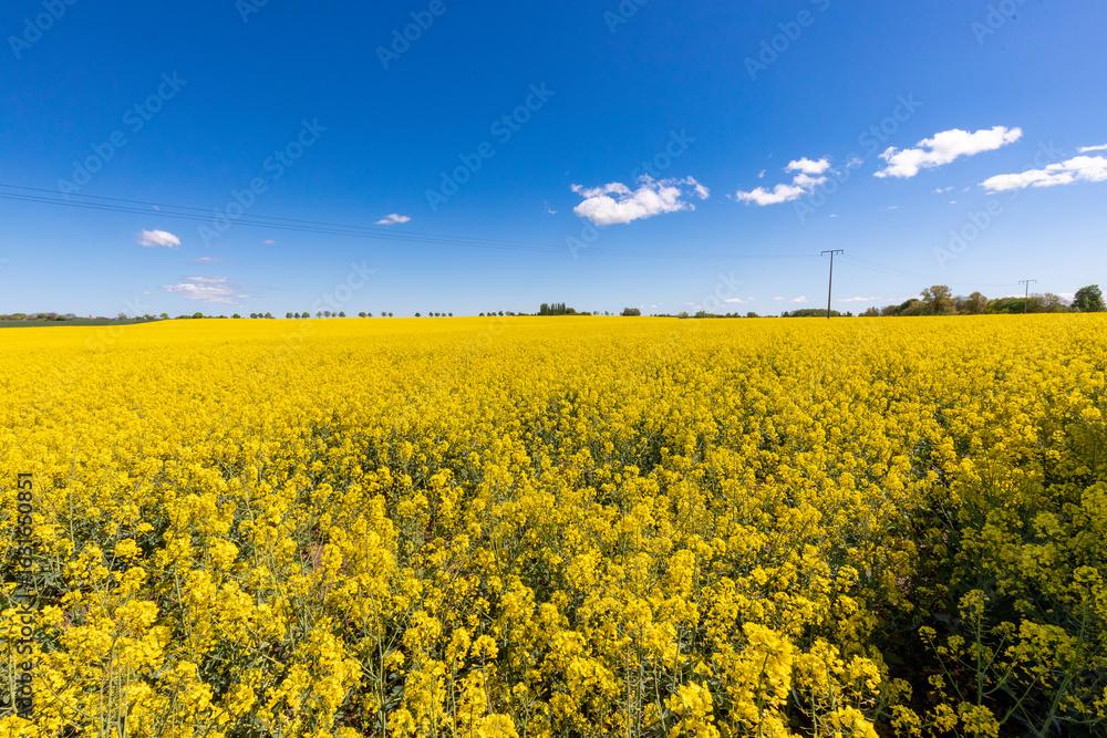 Obraz premium Rapsfeld bei Barth.