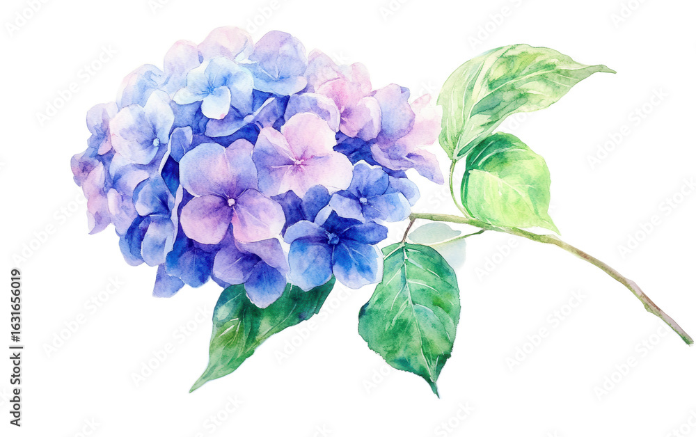 Fototapeta premium Beautiful watercolor painting flower isolated on white background, png