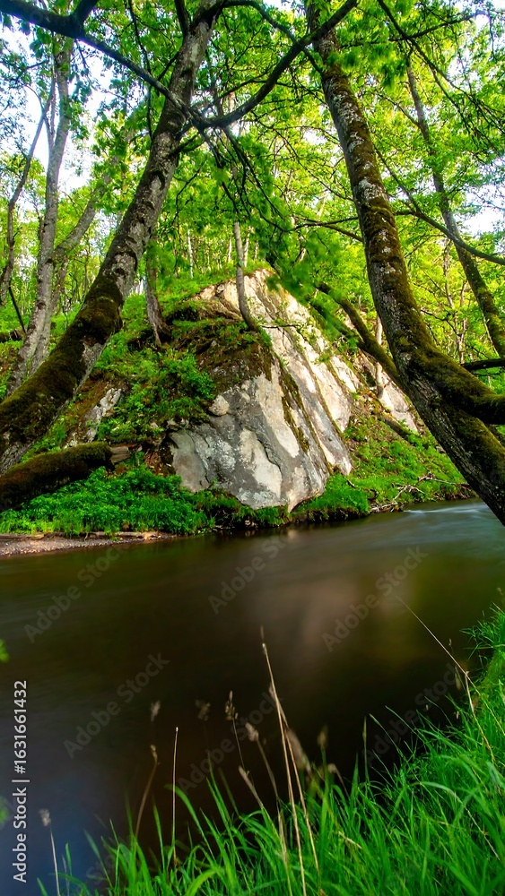 Fototapeta premium Lush forest river scene (1)