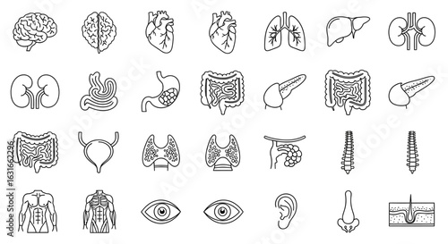 Human anatomy icon set featuring internal organs in a line art style. Medical and biological symbols for scientific illustration.