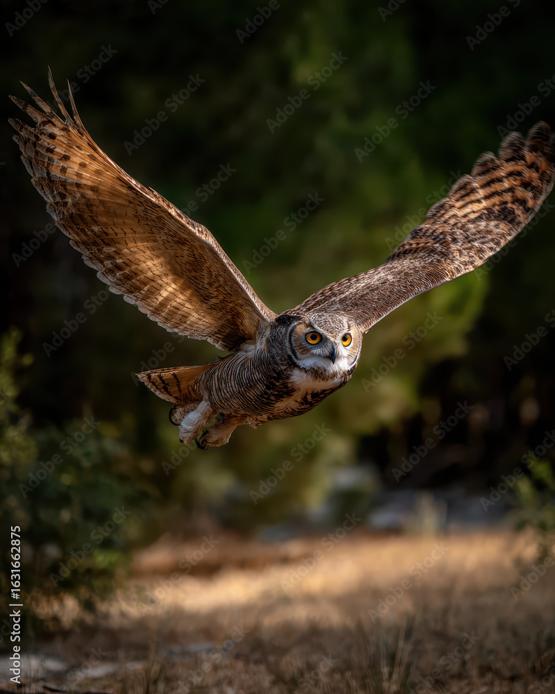 Fototapeta premium Owl in Flight Dynamic Pose