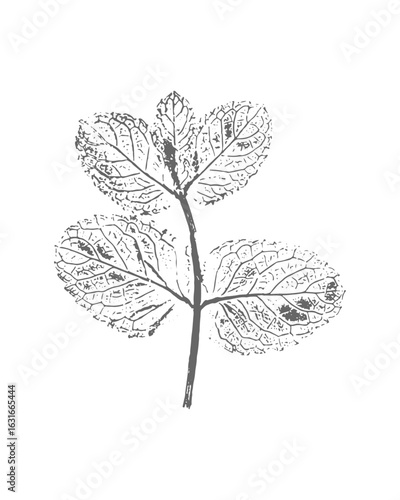 Mint leaves imprint, stamp, silhouette, dark twig with leaves on white background.