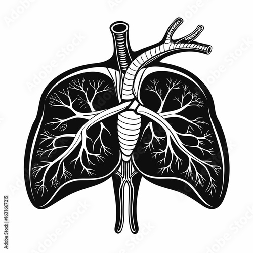 Detailed stylized human lungs with intricate branching airways and trachea, perfect for medical or educational use