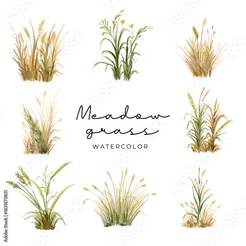 Watercolor illustration set of meadow grass elements
