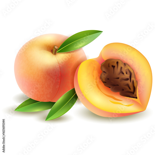 vector illustration of a peach fruit