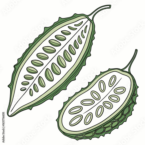 Illustration of sliced bitter melon isolated on white background for culinary design