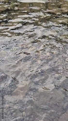 Crystal clear water of a Carpathian stream gently running over stones. Close-up of mountain riverbed with natural texture and motion.