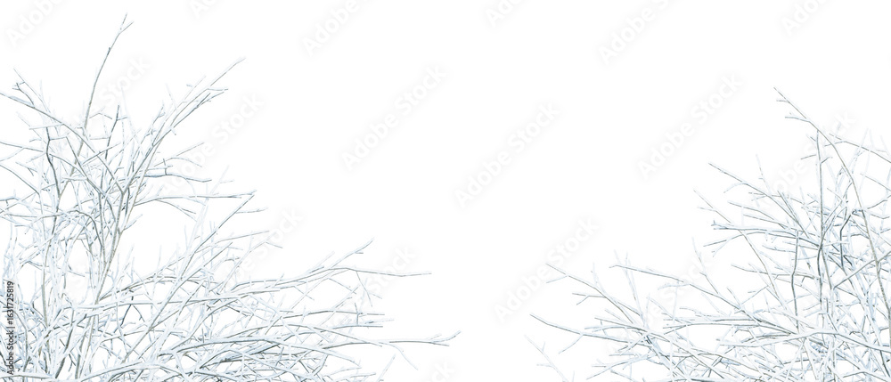 Snow covered branches of a tree on white
Snow covered branches of a tree on white
