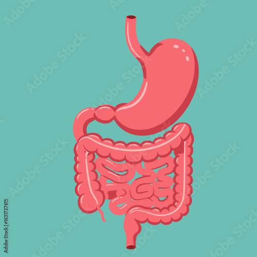 Colorful illustration of human digestive system with stomach and intestines on teal background