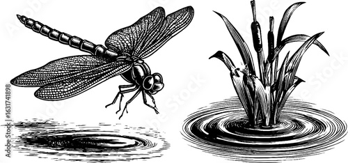 Vintage engraving of dragonfly and reed scene for design and decoration