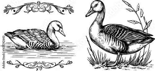 Vintage engraved illustration of goose and pond scene for wall art or invitation design