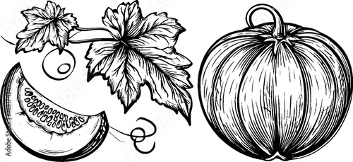 Vintage engraved illustration of melon and slice with leaf design for print or poster