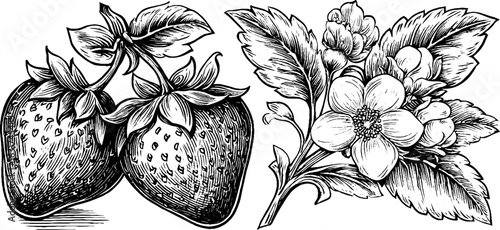 Engraved illustration set of strawberry and blossom. Vintage hand drawn sketch with fine engraving.