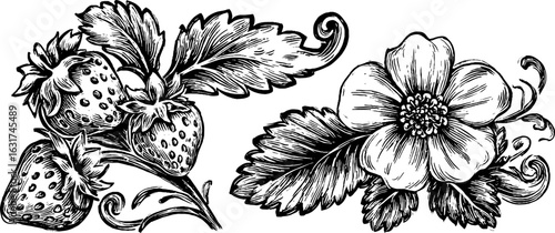 Vintage engraved illustration set of strawberries and blossom for retro design