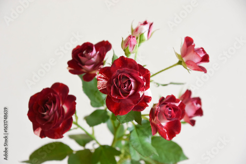 Wallpaper Mural スプレーばら Torontodigital.ca