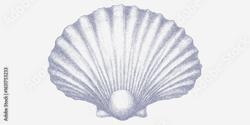 Drawing of an elegant shell. Vintage illustration dotwork, dusty grit and faded paper texture. Subtle stain and splatter pattern.