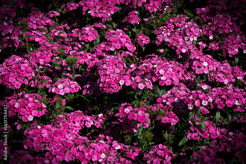 Obraz premium Field of Pink Dianthus Flowers