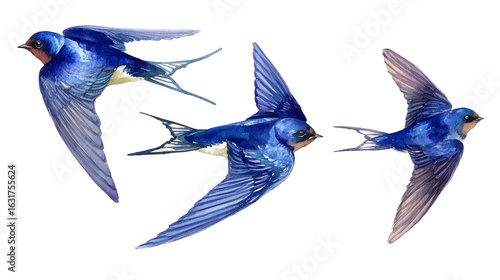 Watercolor swallow bird. Flying bright bird isolated on white background. Hand painted illustration.
