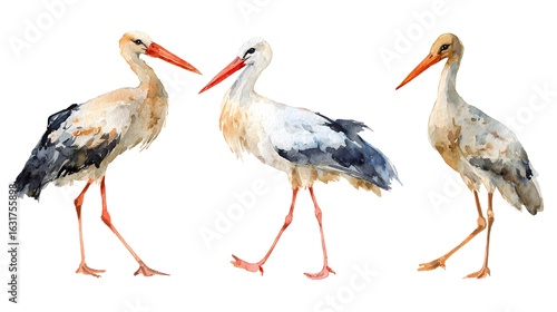 Stork white. Realistic bird isolated on white background. Watercolor. Template. Close-up. Clip art. Hand drawn