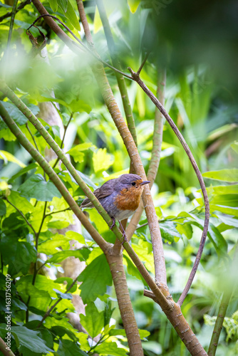 Photos European robbin (Erithacus rubecula) perched on littel branche in the bushes
