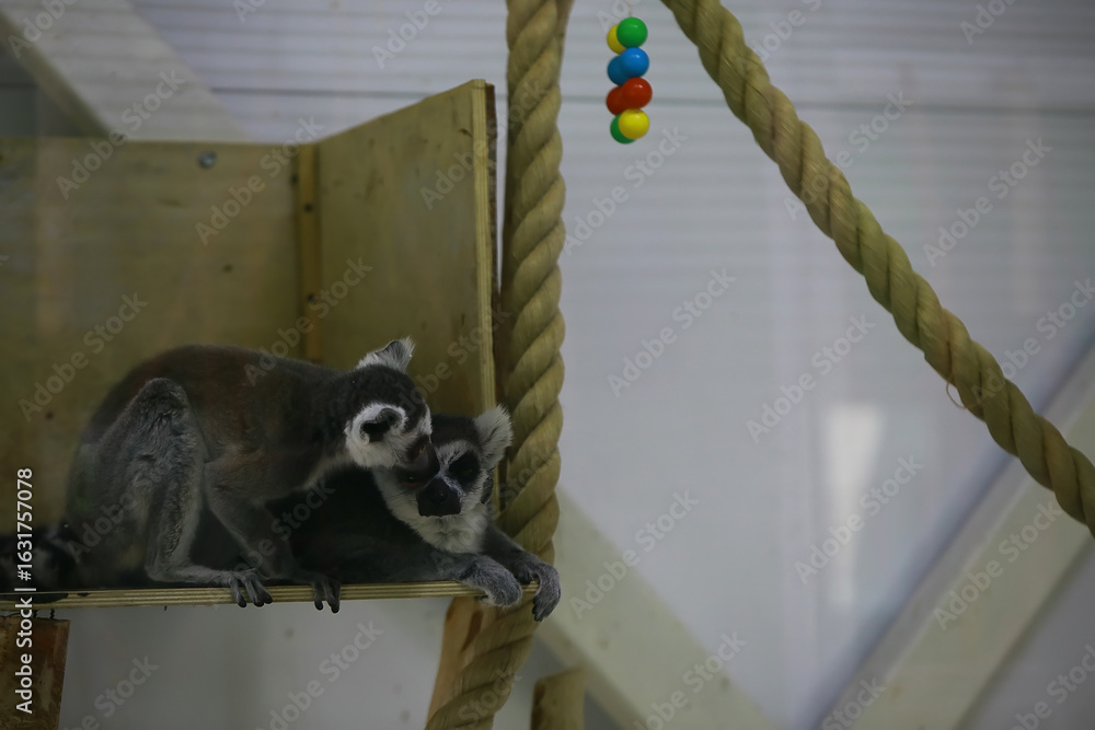 Naklejka premium Ring-Tailed Lemurs Embracing on Platform with Colorful Toy in the Background