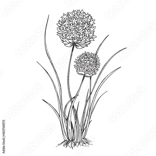 Chives, Garlic plant with leaves and flowers. Vector illustration of Allium Tuberosum isolated on white background. Hand drawn botanical line art. For product packaging designs, cards, posters.