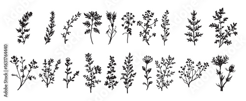 herbals black and white silhouette of plants flowers