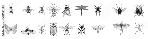 Insects Illustrations in Art Ink Style