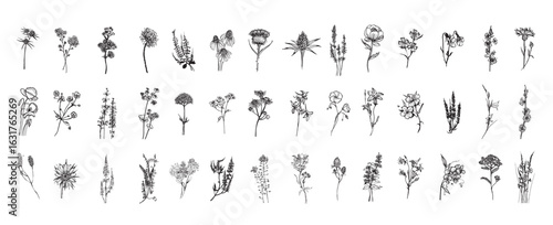 Meadow Flowers in Art Ink Style