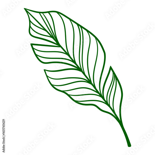 Linear palm leaf. Decorative image of tropical foliage and plant.