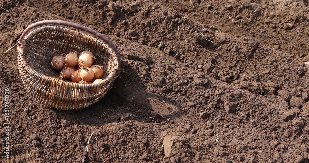a large number of yellow onions are planted in a row in the field during sowing , soil preparation and onions