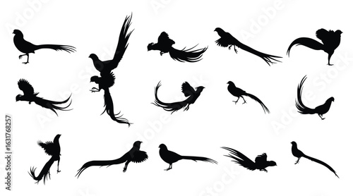 collection golden pheasant silhouettes illustration