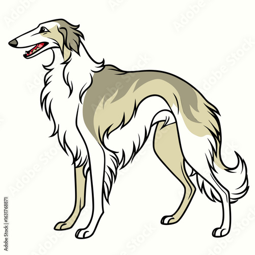Borzoi dog standing, isolated on white background
