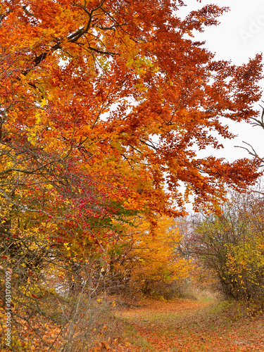 фотографія The colours of autumn invade the forest. Incredible!