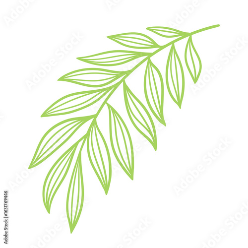 Linear date palm leaf. Decorative image of tropical foliage and plant.