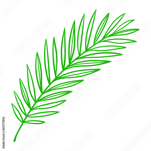 Linear coconut palm leaf. Decorative image of tropical foliage and plant.