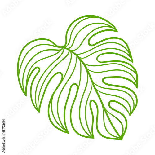 Linear monstera palm leaf. Decorative image of tropical foliage and plant.