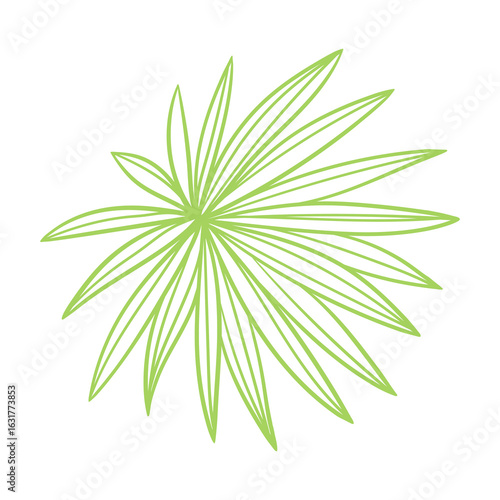 Linear fan palm leaf. Decorative image of tropical foliage and plant.