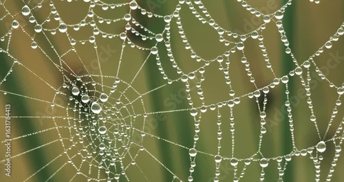 spider web with dew drops in a wind