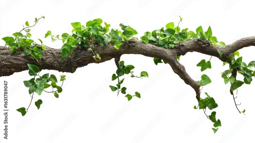 Fototapeta premium Isolated image of a gnarled tree branch with vibrant green ivy growing on it, against a white background.