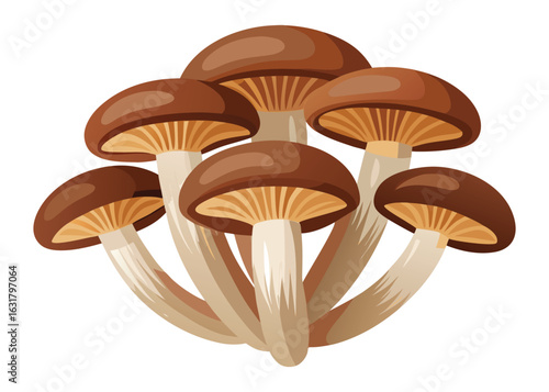 Mushroom illustration, edible mushrooms, brown cap mushrooms, fungus, forest mushrooms
