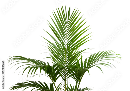 Kentia Palm Plant: Lush Green Foliage, Isolated on White Background, Tropical Houseplant, Indoor Greenery, Perfect for Home Decor or Botanical Illustrations