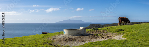 Obraz na plátně Cows graze on a hillside in New Zealand, with a water trough in the foreground